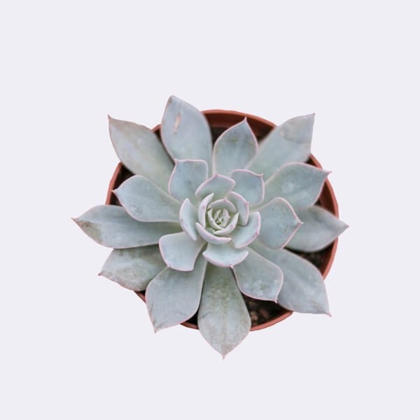 ECHEVERIA  SECULLANT