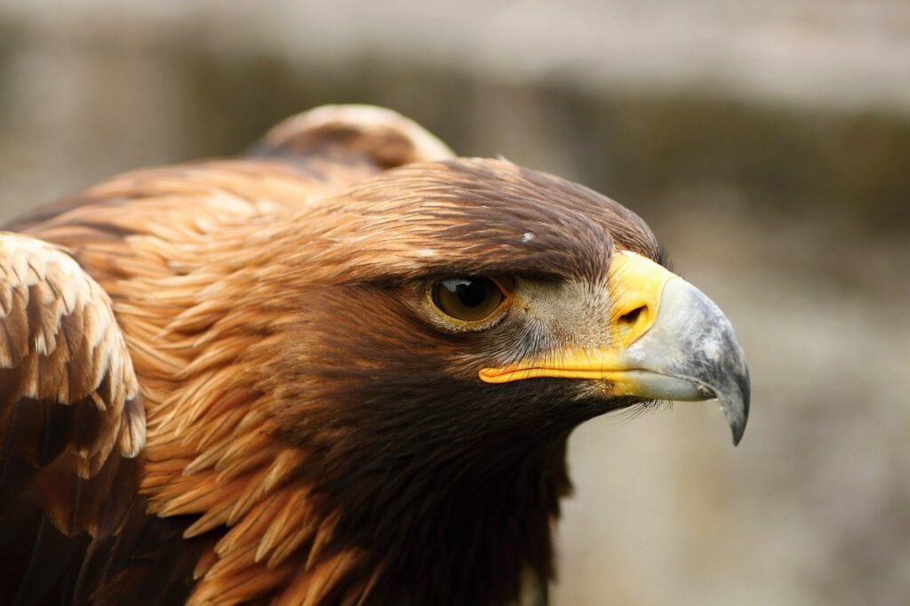 golden eagle, birds of prey, nature, predators, predator, hunter, birds, eagle, golden eagle, golden eagle, golden eagle, golden eagle, golden eagle