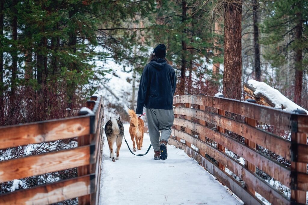 dogs, walking, forest, hiking, trekking, snow, nature, winter, bridge, pets