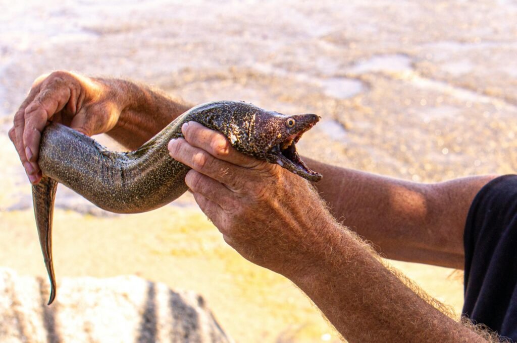 Close-up of a Mediterranean moray eel being held near a sandy shore.