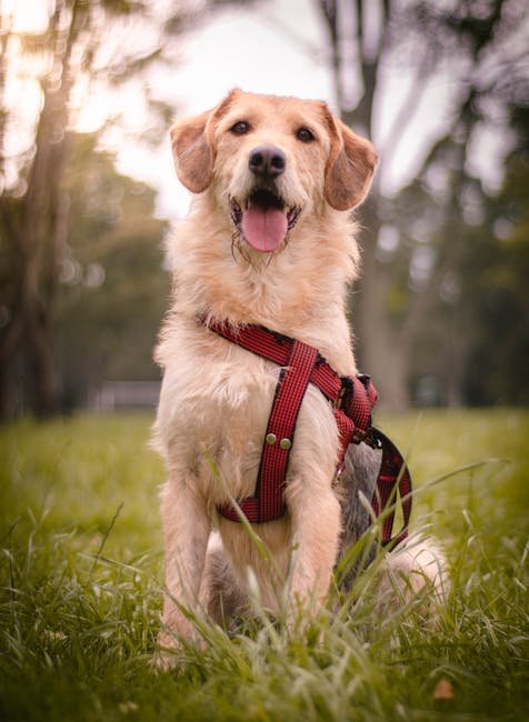 Happy dog sitting in a park with a red harness in Bogotá, Colombia.