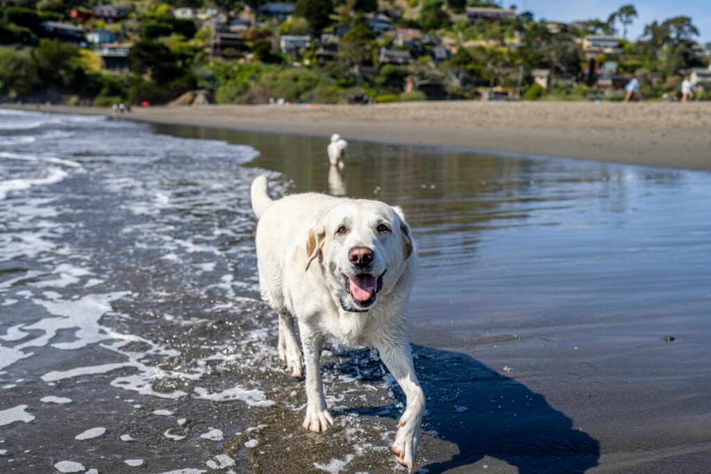 Labrador Retriever enjoying a sunny day at Muir Beach, California.