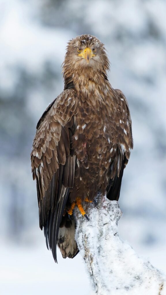 A majestic white-tailed eagle perched on a snowy branch in a winter landscape.