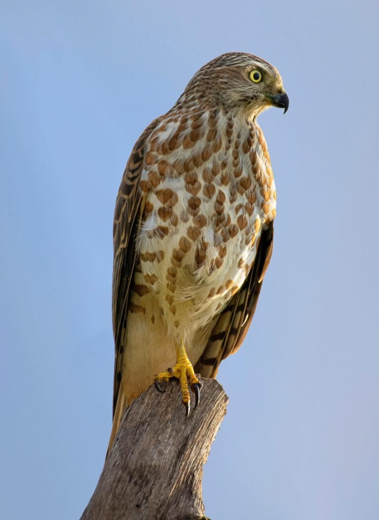 Close-up of a beautiful hawk perched on a branch against a clear sky, showcasing detailed feathers.